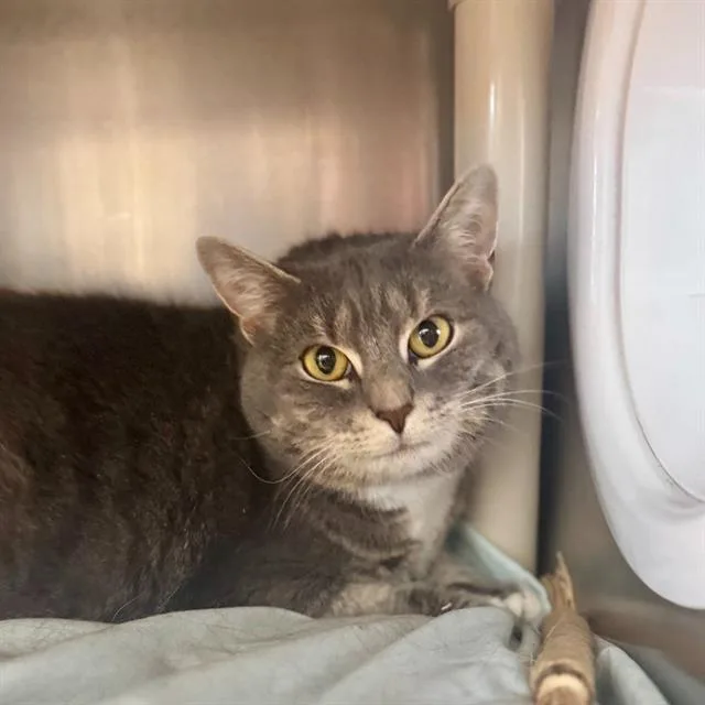 An adult small-sized female Domestic Short Hair cat named Mabel for adoption in Centerville, MA