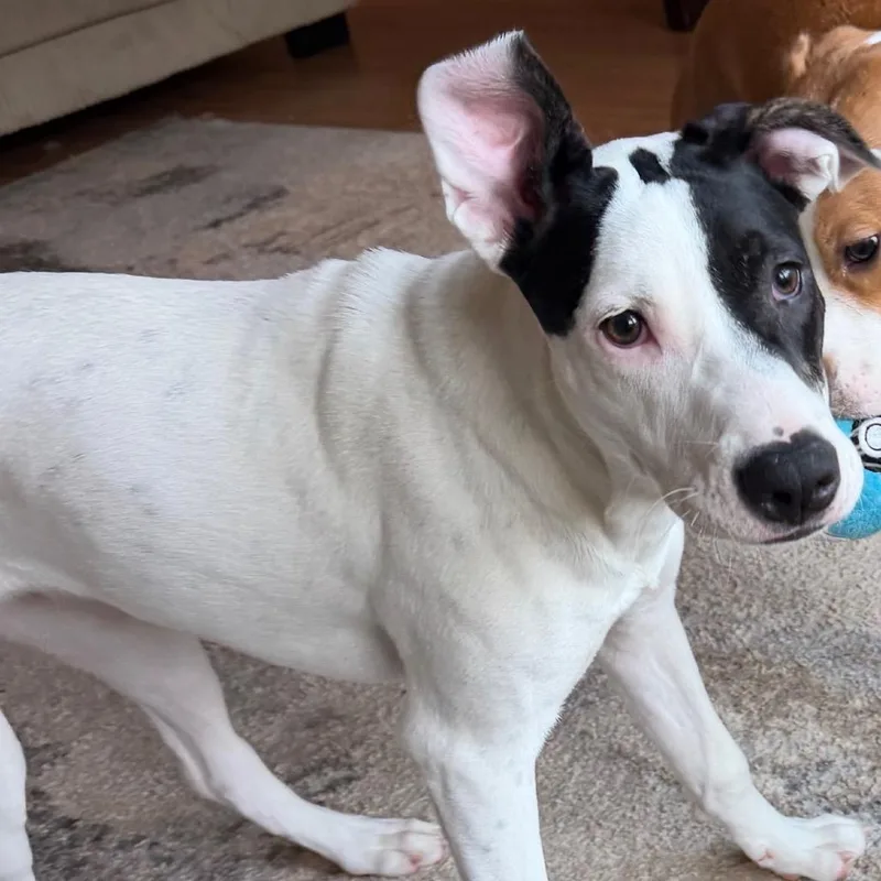 A young medium-sized female White / Cream Mixed Breed dog named SophieRoxy for adoption in Cartersville, GA