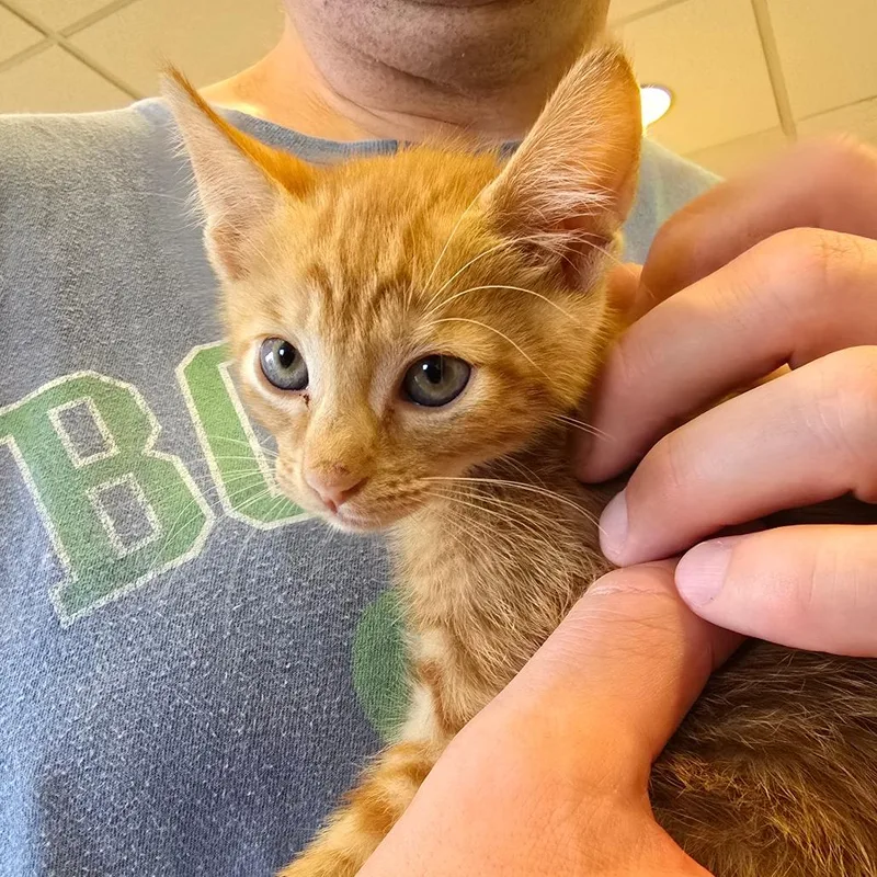 A baby small-sized male Domestic Medium Hair cat named Potluck for adoption in Naples, FL