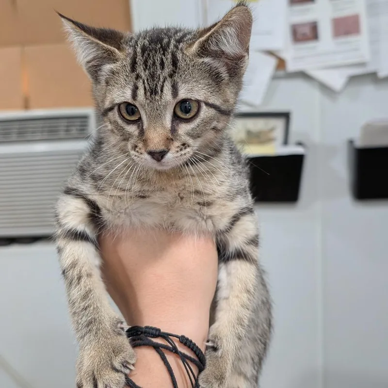 A baby small-sized female Brown / Chocolate Domestic Short Hair cat named Waterloo for adoption in Buchanan Dam, TX