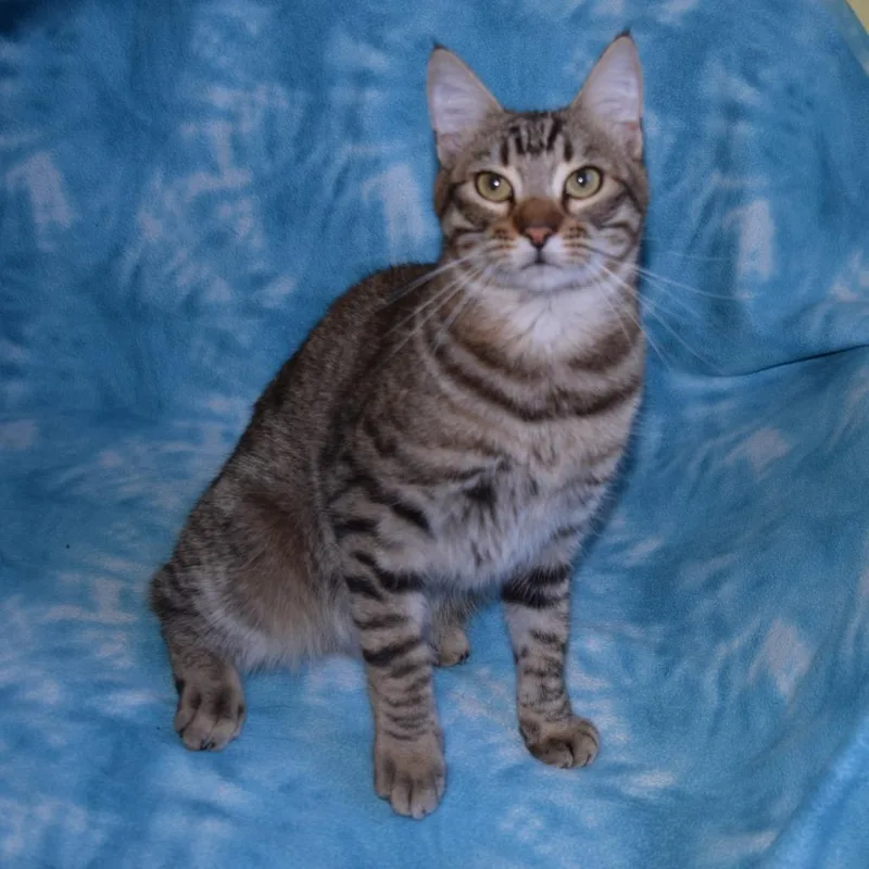 An adult medium-sized male Brown / Chocolate Domestic Short Hair cat named Casanova for adoption in Eureka, CA