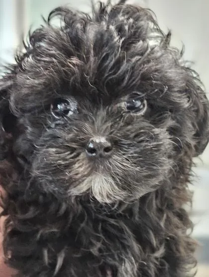Iridessa Fka Dog