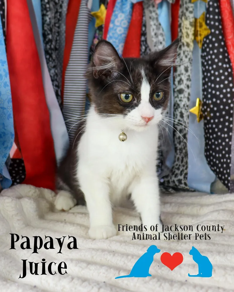 A baby small-sized female Black Domestic Short Hair cat named Papaya Juice for adoption in Ocean Springs, MS