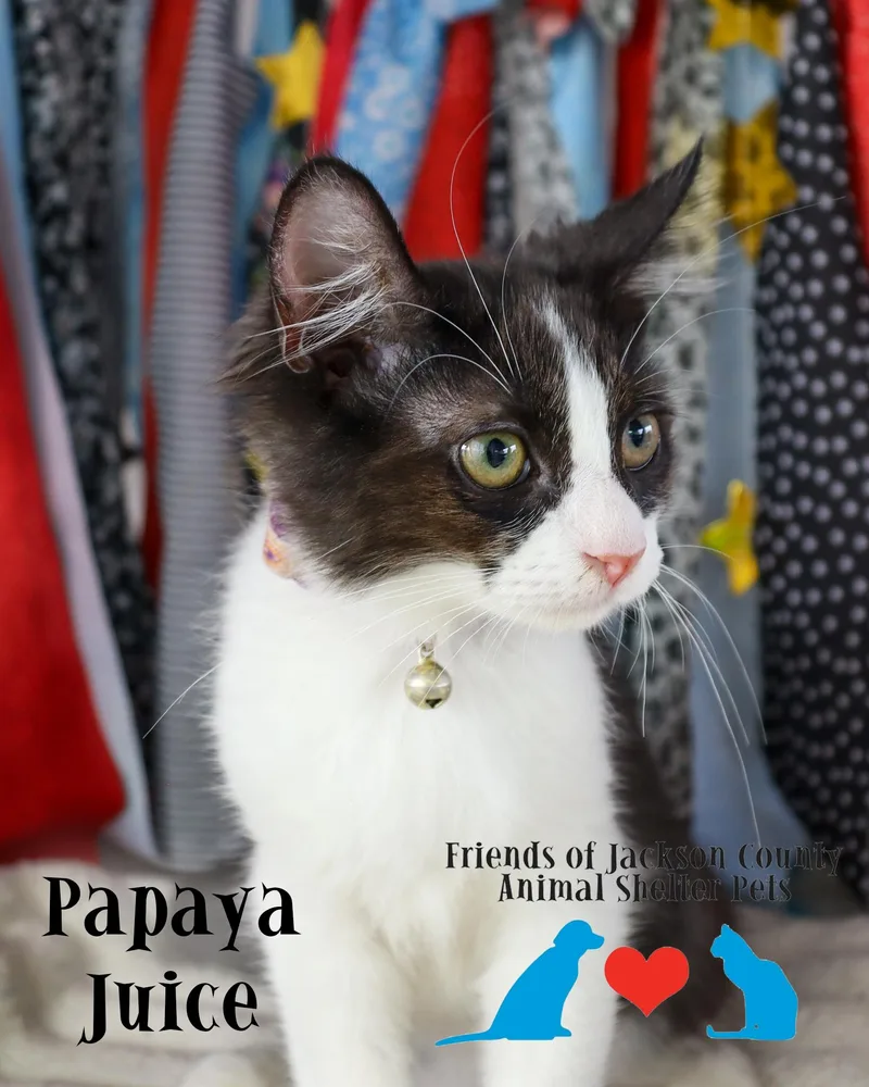 Papaya Juice thumbnail 2