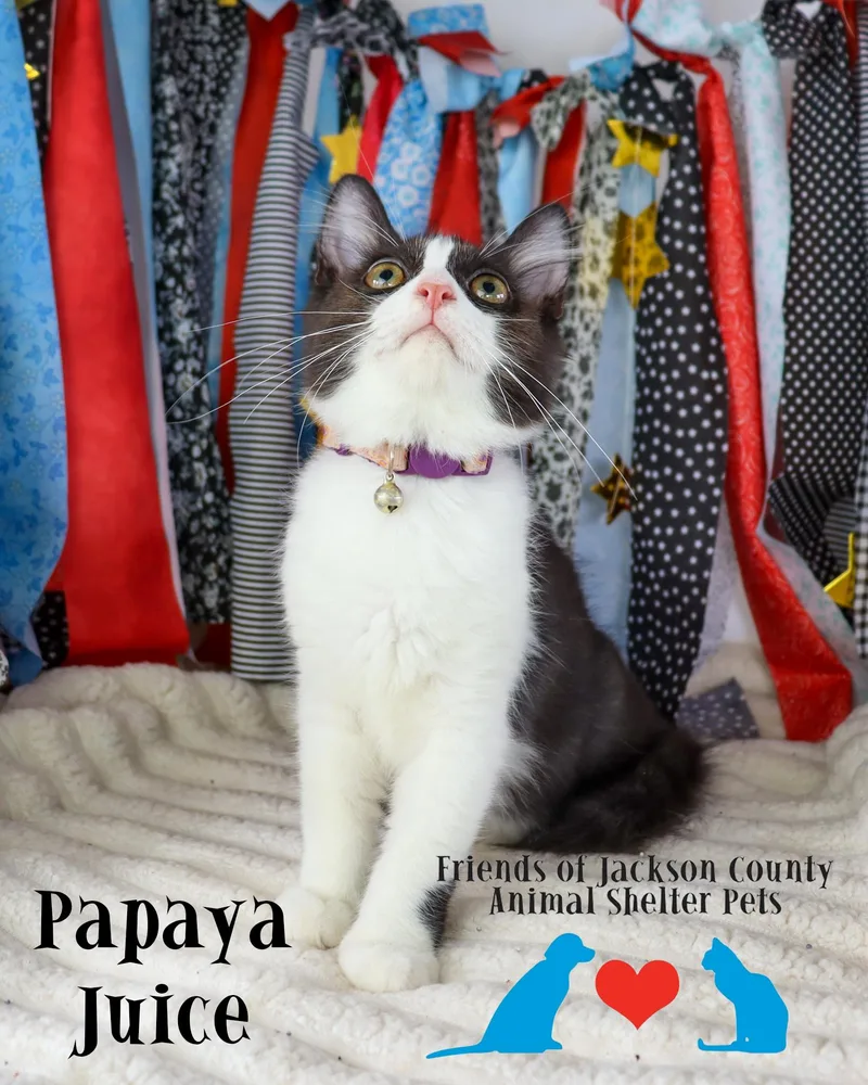 Papaya Juice thumbnail 3