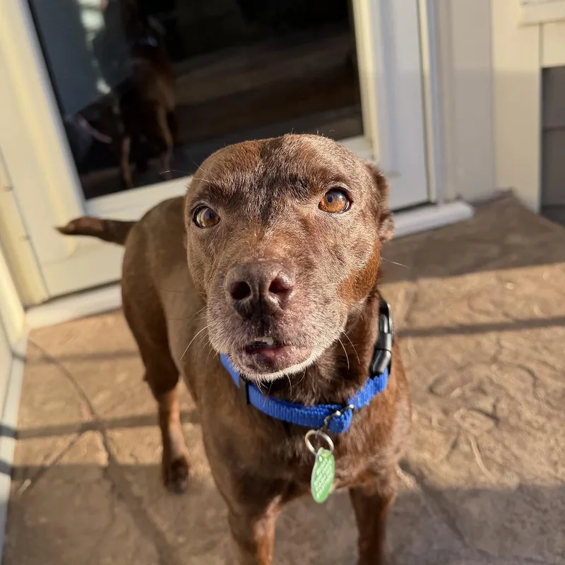 Rascal