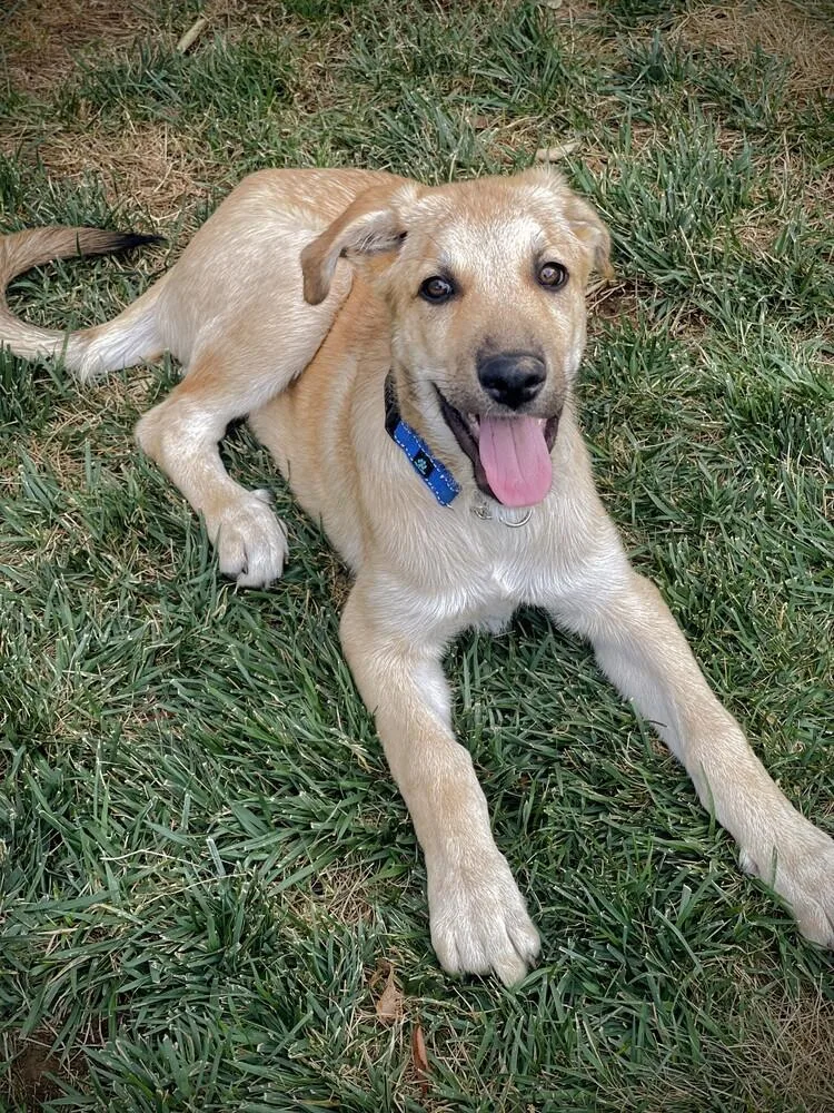 A baby large-sized male Brown / Chocolate German Shepherd Dog dog named Tucker for adoption