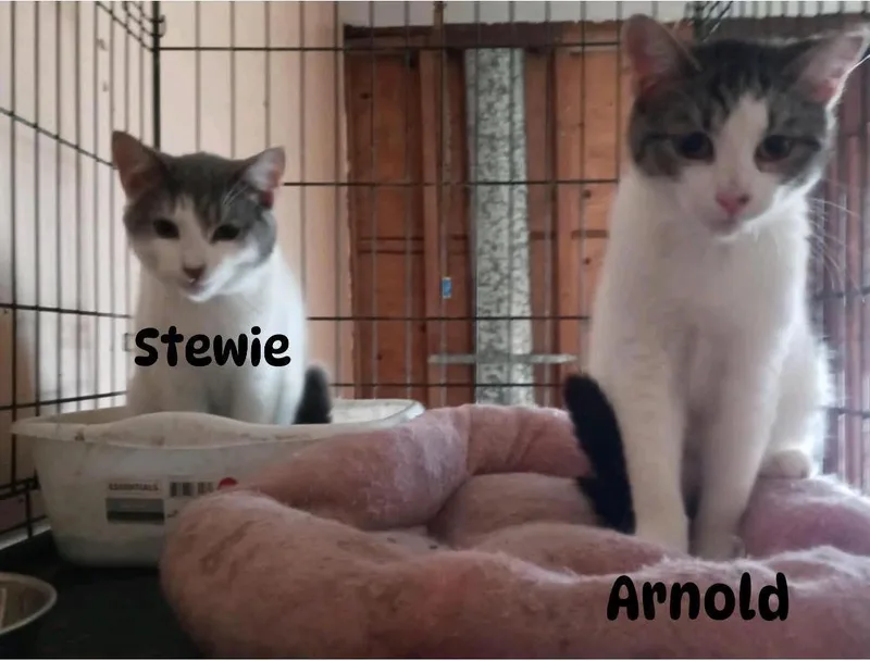 A young medium-sized male Gray & White Domestic Short Hair cat named Arnold & Stewie for adoption in Staten Island, NY