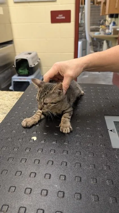 A baby medium-sized male Domestic Short Hair cat named Milo for adoption in Independence, MO