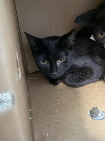 A baby small-sized male Domestic Short Hair cat named Oscar for adoption in Westland, MI