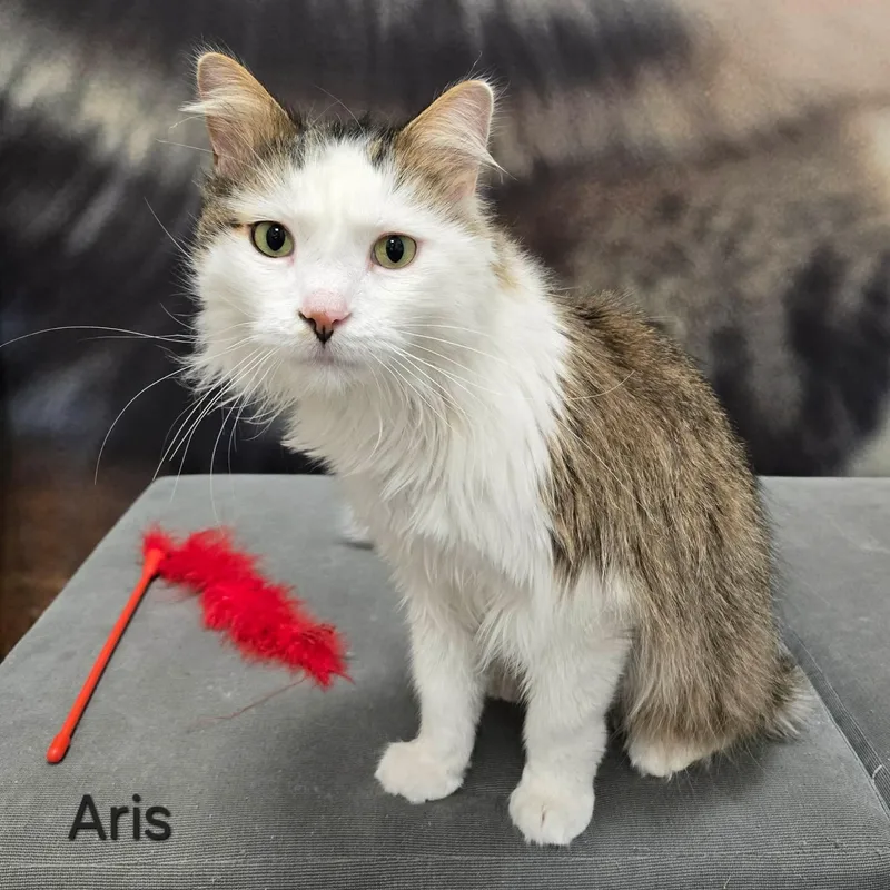 An adult medium-sized male Tabby (Brown / Chocolate) Domestic Long Hair cat named Aris for adoption in Sedalia, MO