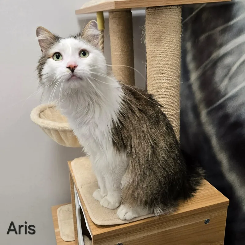 Aris thumbnail 2