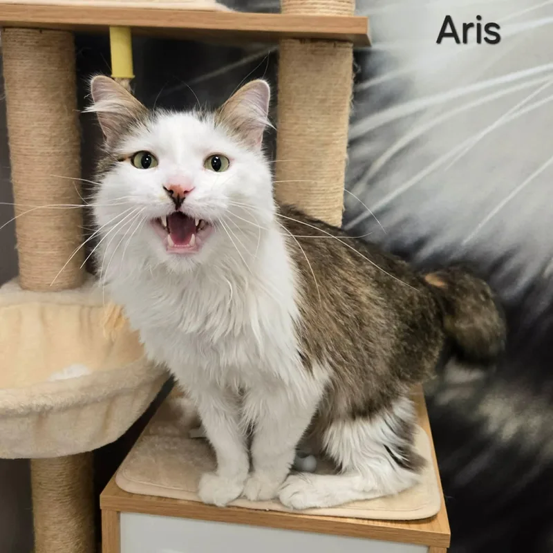 Aris thumbnail 5