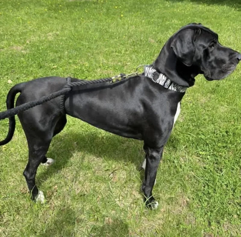 An adult extra large-sized male Black Great Dane dog named Sam for adoption in Westville, IN