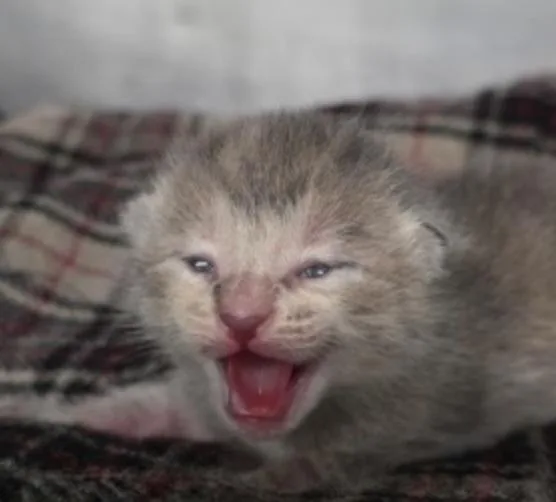 A baby small-sized female Gray / Blue / Silver Domestic Short Hair cat named Sumac for adoption in Marshall, NC