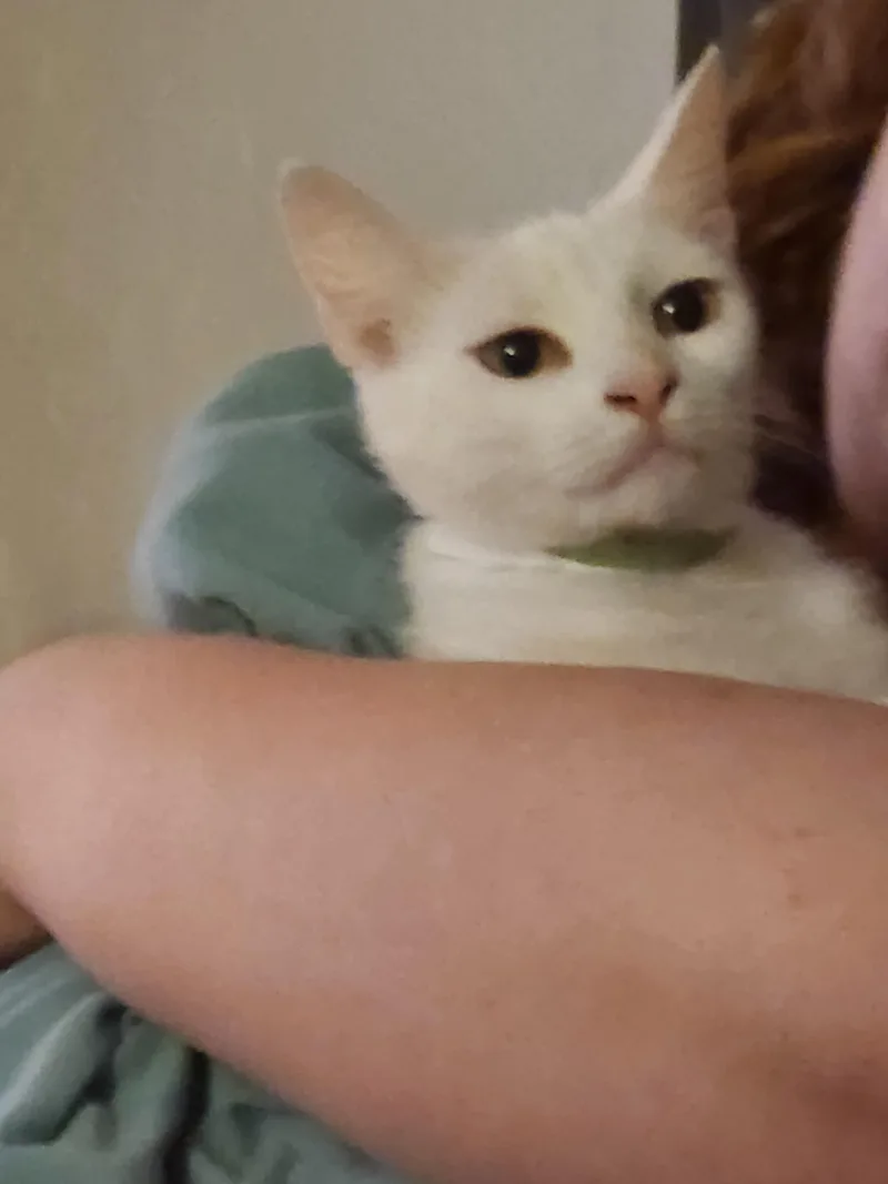 An adult medium-sized female White Domestic Short Hair cat named Astra for adoption in Mount Pleasant, TX