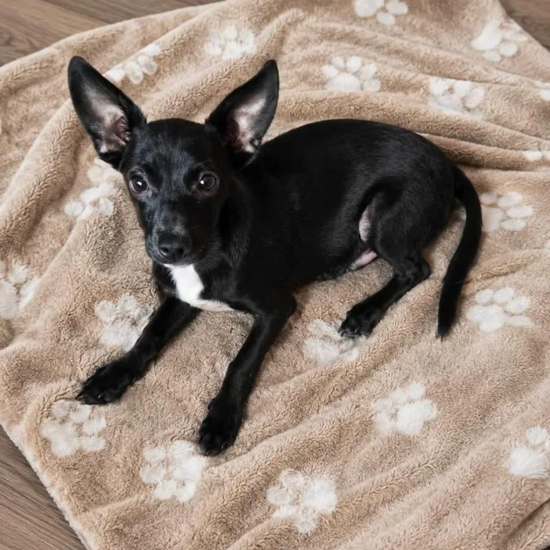A young small-sized male Black Chihuahua dog named Carbon for adoption in Brewton, AL