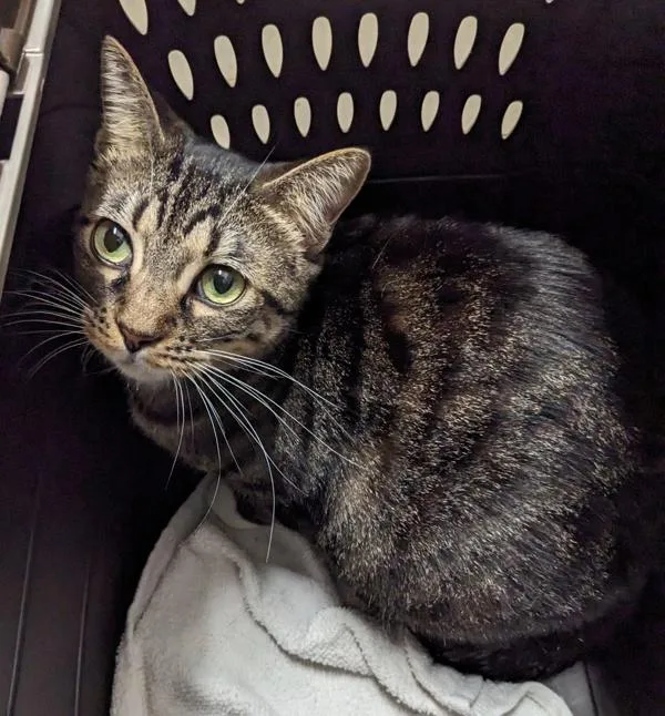 An adult medium-sized female Domestic Short Hair cat named Helmet for adoption in El Cajon, CA