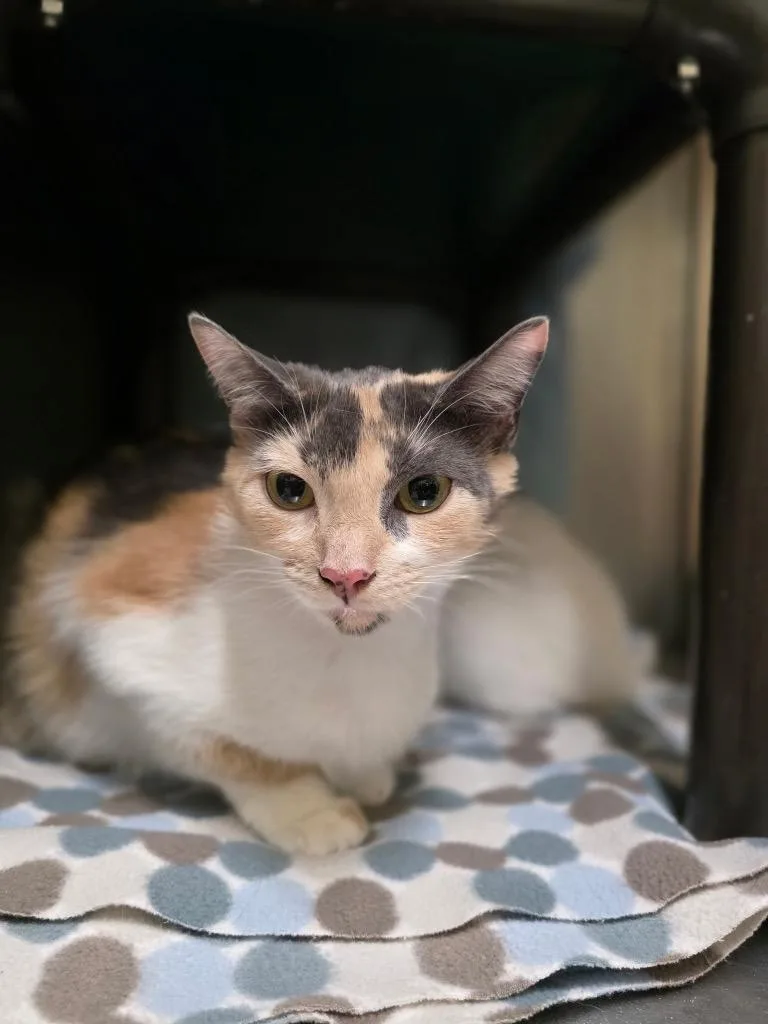 A young medium-sized female Calico cat named Shiro for adoption in Meriden, CT