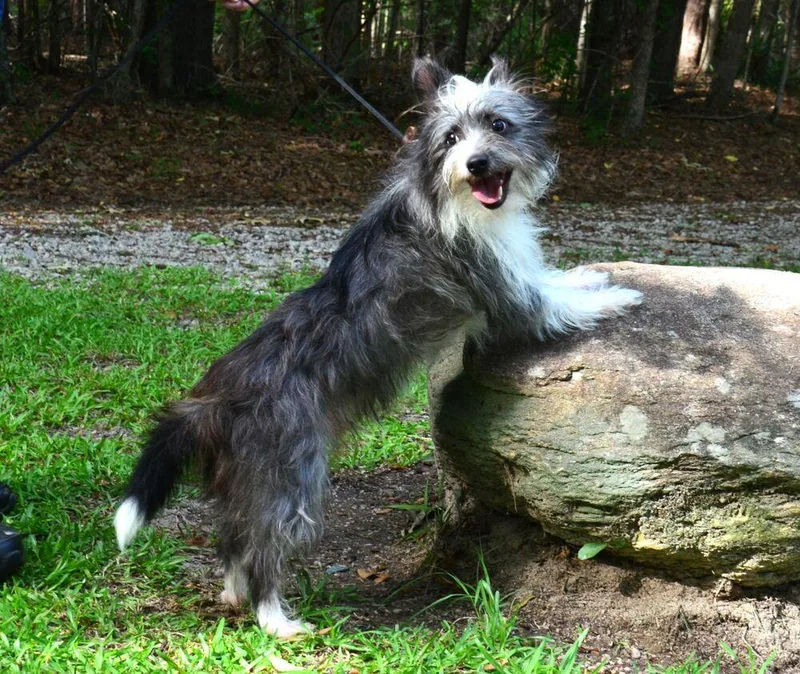 A young small-sized male Tricolor (Brown, Black, & White) Yorkshire Terrier dog named Marcel for adoption in Willingboro, NJ