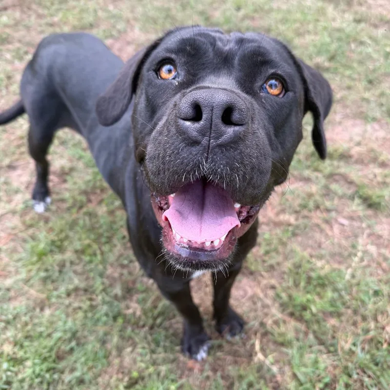 A young large-sized female Black Cane Corso dog named Agatha for adoption in Spring, TX