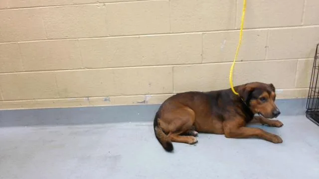 An adult large-sized male Black Mouth Cur dog named Brownie for adoption in Tulsa, OK