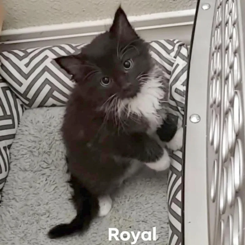 Royal thumbnail 2