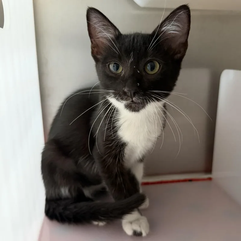 A baby small-sized female Domestic Short Hair cat named Smart Cookie for adoption in Los Angeles, CA