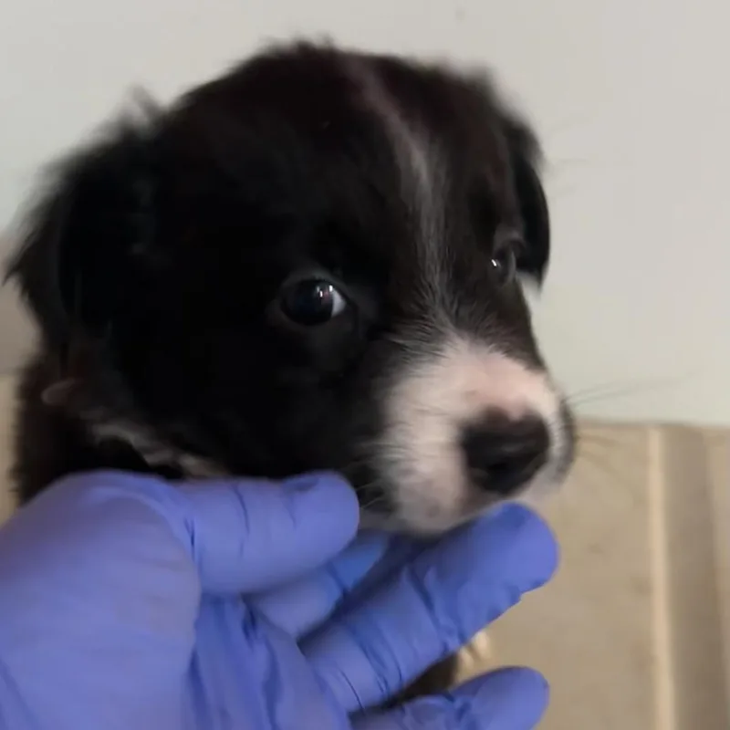A baby medium-sized female Black Border Collie dog named Billy Jean for adoption in Point Richmond, CA