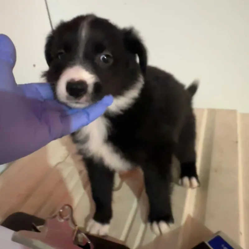 Billy Jean thumbnail 4