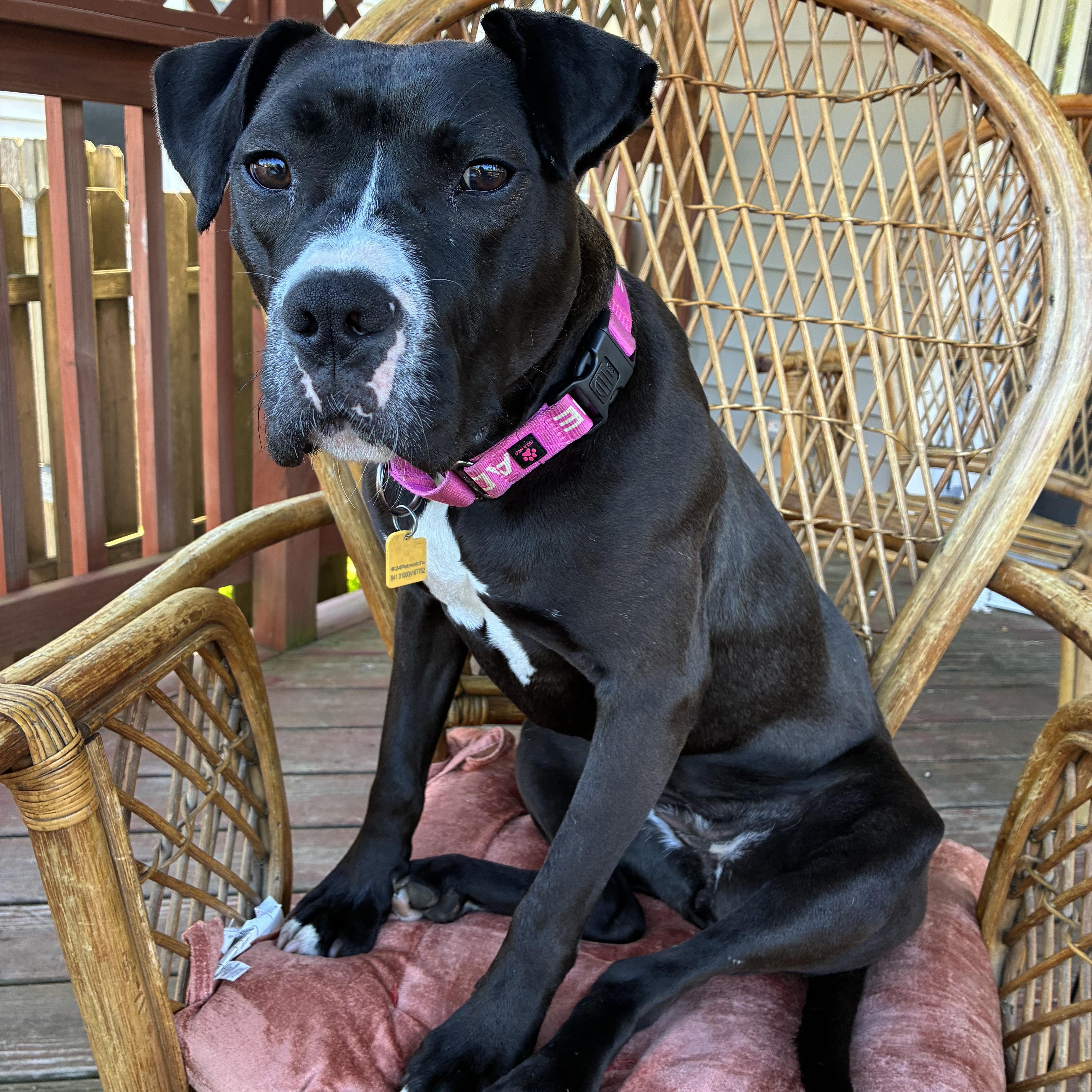 A young medium-sized female Black Pit Bull Terrier dog named Pippy for adoption in Seville, OH