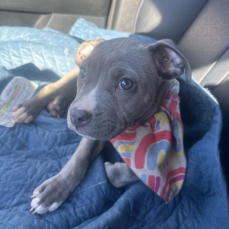 A baby small-sized female Gray / Blue / Silver Pit Bull Terrier dog named Scooter for adoption in Greensboro, NC