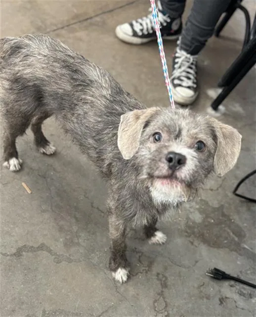 A young medium-sized male Mixed Breed dog named Jupiter for adoption in Dallas, TX