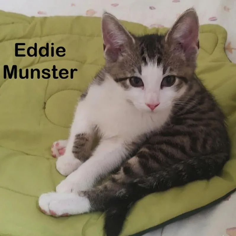 A baby medium-sized male Tabby (Brown / Chocolate) Domestic Short Hair cat named Eddie Munster for adoption in Lynchburg, VA