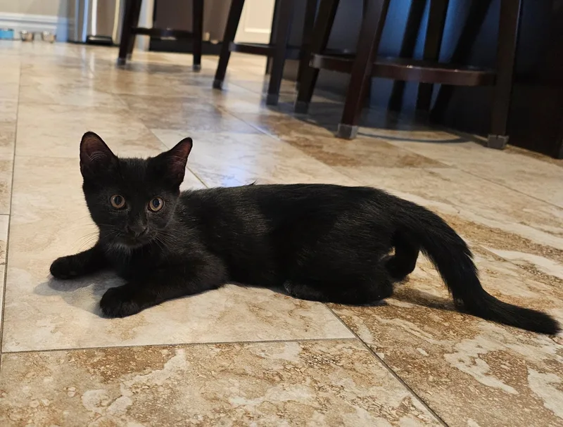A baby small-sized male Black Bombay cat named Valentino for adoption in Staten Island, NY