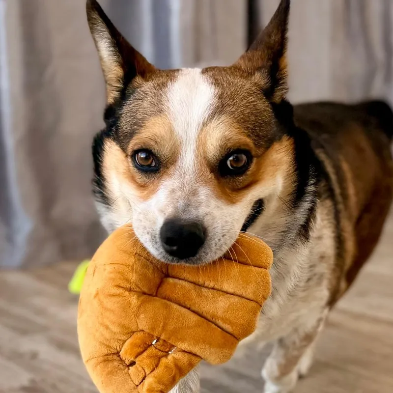An adult medium-sized male Brown / Chocolate Corgi dog named Toby for adoption in Green Bay, WI