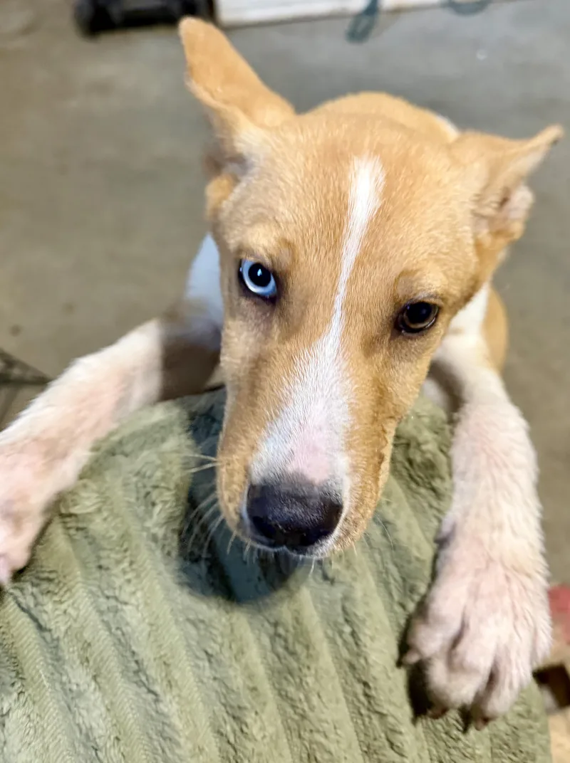 A baby medium-sized male Husky dog named Austin for adoption in YALE, SD