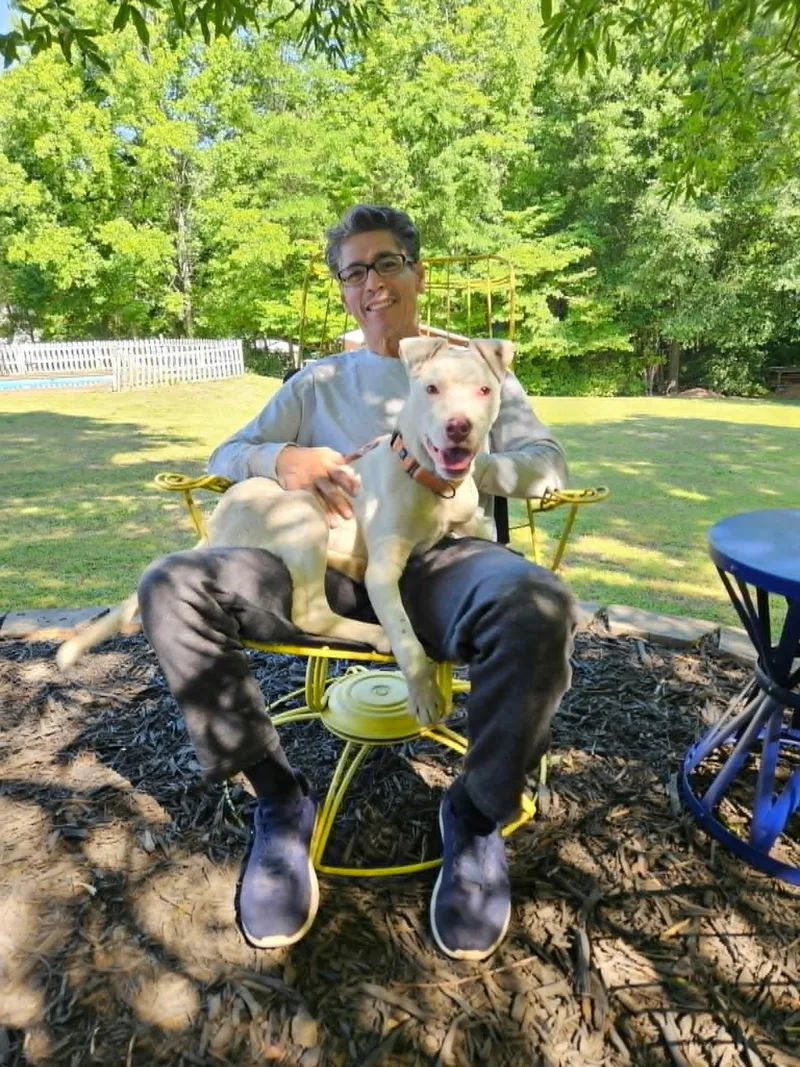 A young medium-sized male American Staffordshire Terrier dog named Grits for adoption in Arlington, VA