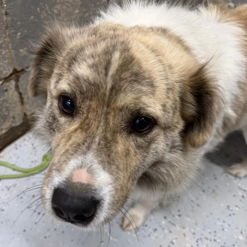 An adult medium-sized male Yellow / Tan / Blond / Fawn Australian Shepherd dog named Beau for adoption in Huntsville, AL