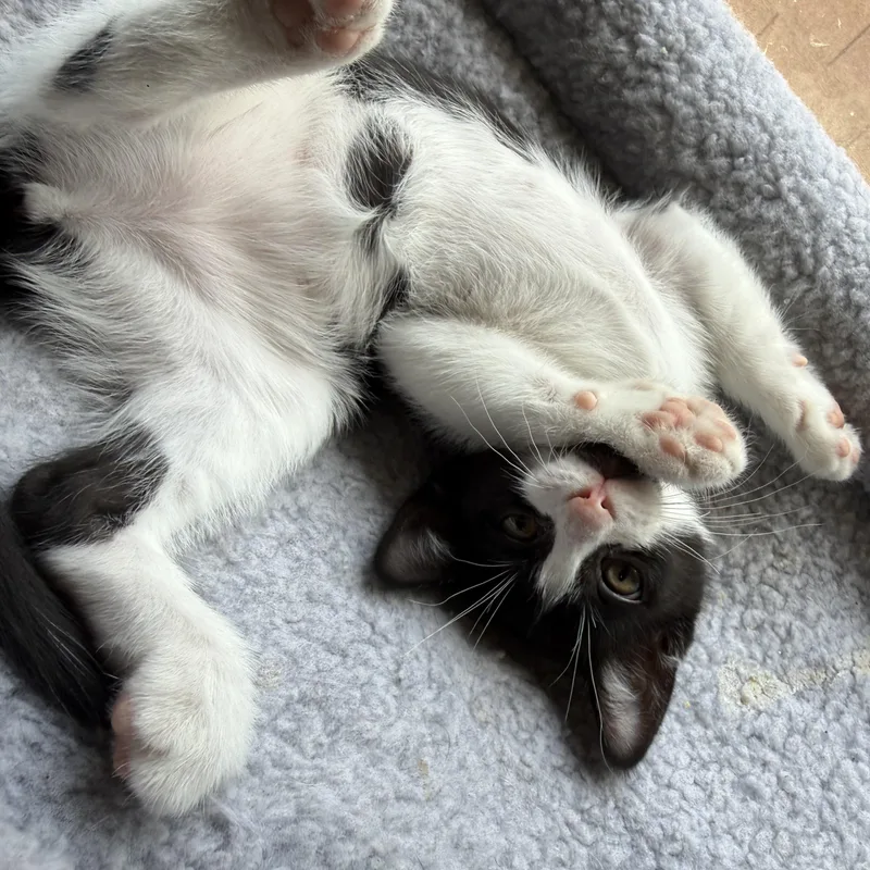 A baby small-sized female Black & White / Tuxedo Tuxedo cat named Fettuccine aka Chini for adoption in Queen Creek, AZ