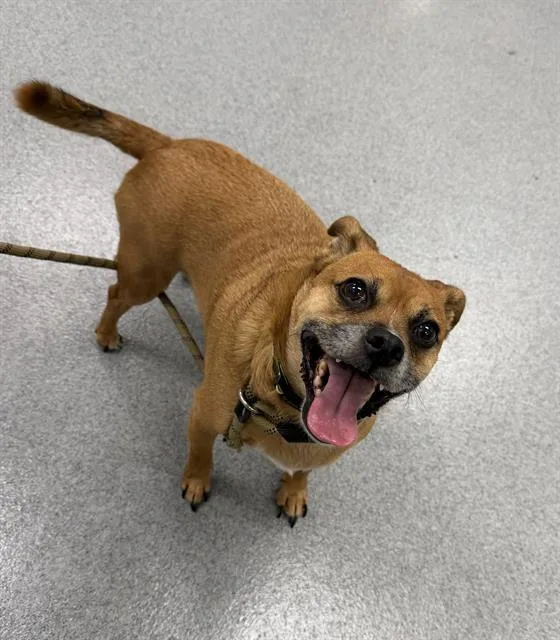 An adult small-sized male Pug dog named Loki for adoption in Indianapolis, IN