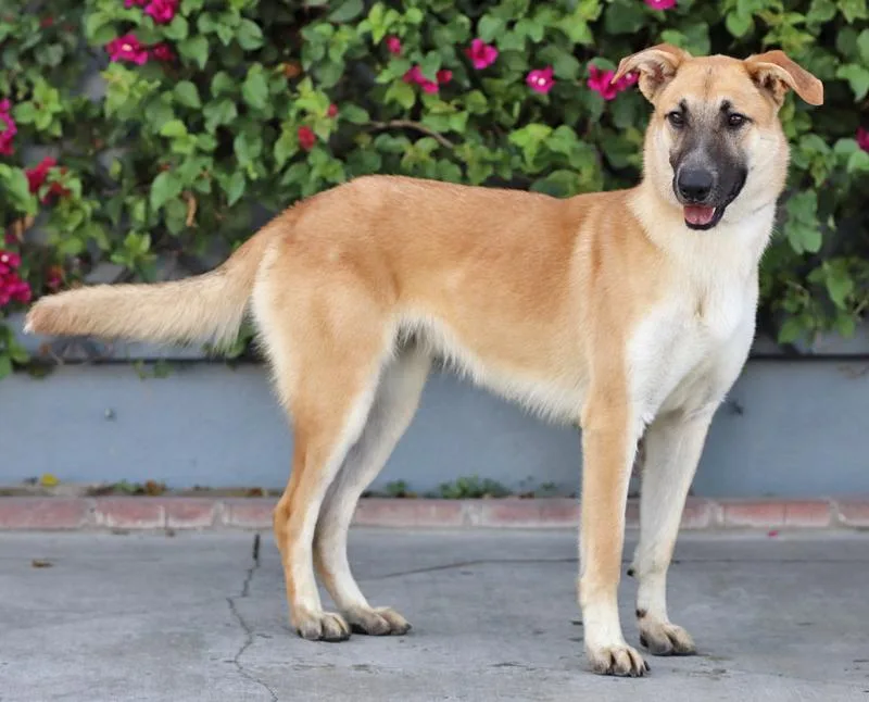 A young large-sized female Golden German Shepherd Dog dog named Mandy von Meisburg for adoption in Los Angeles, CA