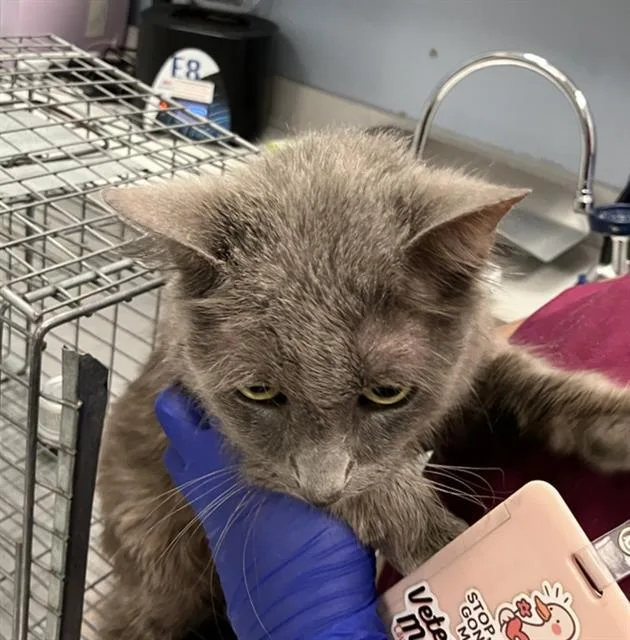 An adult large-sized male Domestic Short Hair cat named Grayskull for adoption in Dallas, TX