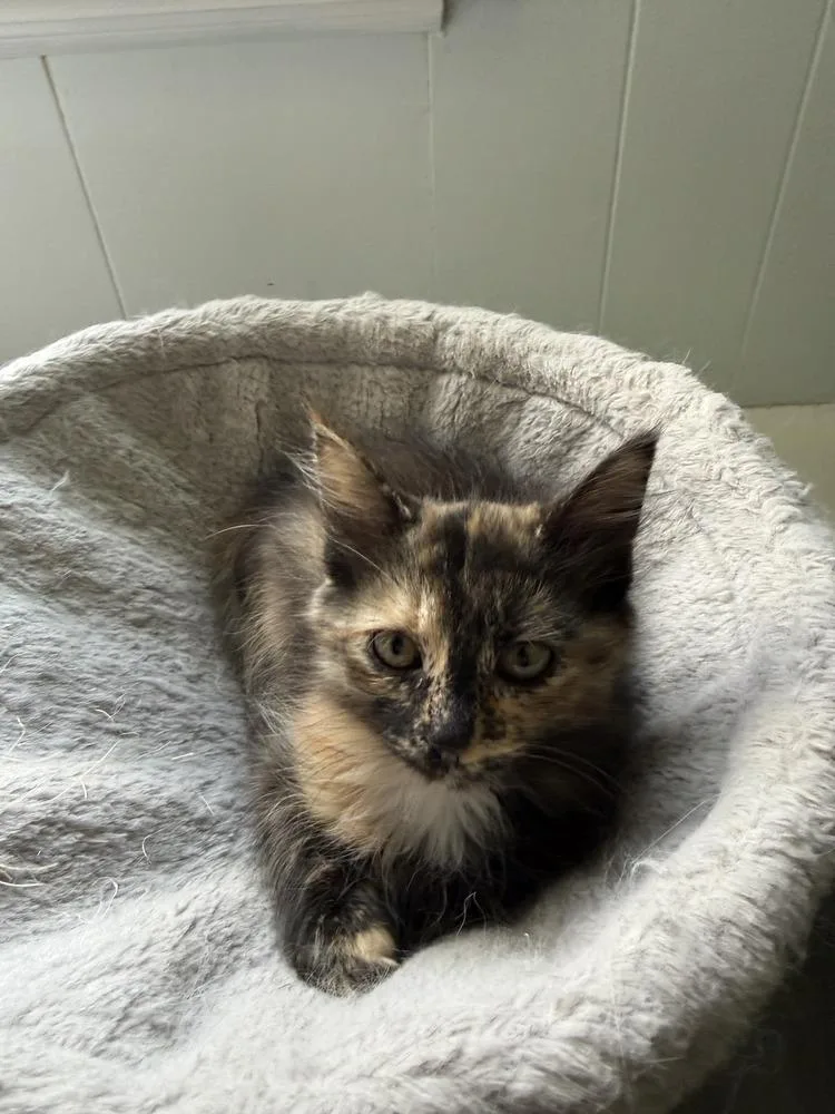 A baby medium-sized female Domestic Long Hair cat named Jasmine for adoption in East Greenville, PA
