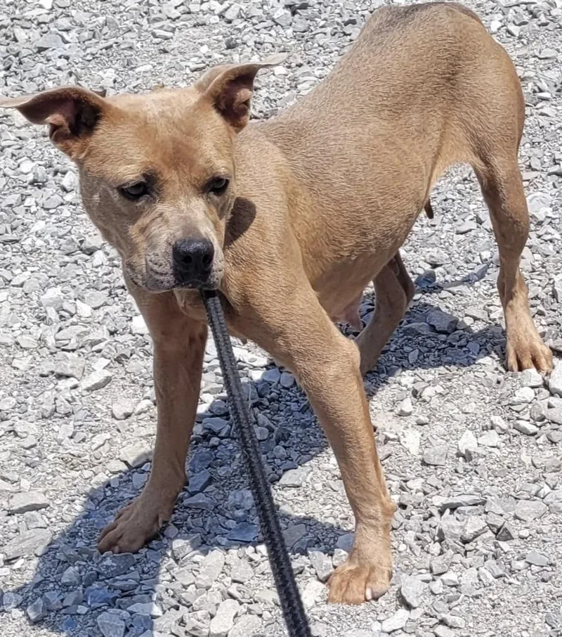 An adult large-sized female Mixed Breed dog named Carmella for adoption in Lawrenceburg, TN