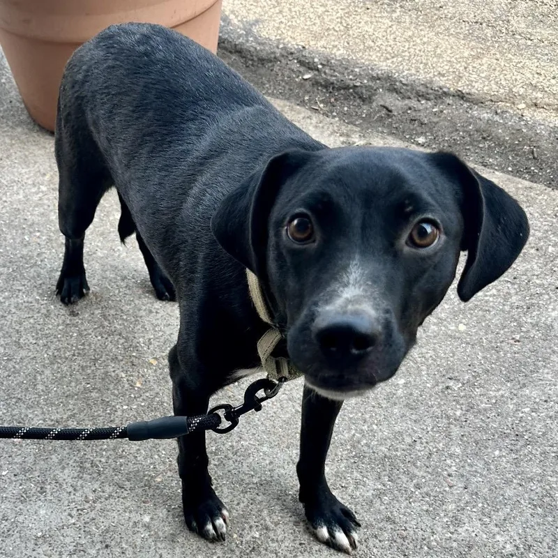 A young medium-sized male Black Mixed Breed dog named Tunnel Rat FC JH for adoption in Union, MO