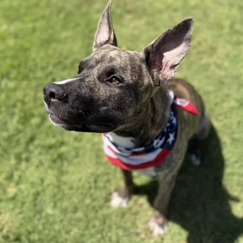 Bogie thumbnail 2