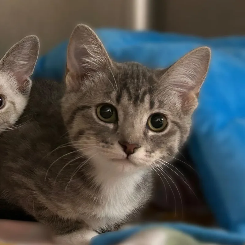 A baby small-sized female Domestic Short Hair cat named Aerosmith for adoption in Davenport, IA