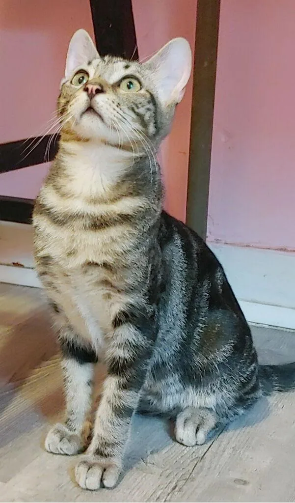 A young medium-sized male Domestic Short Hair cat named Brody for adoption in Pompano Beach, FL