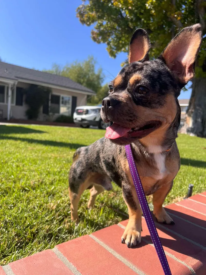 A young small-sized male French Bulldog dog named Frenchie for adoption in Orange, CA